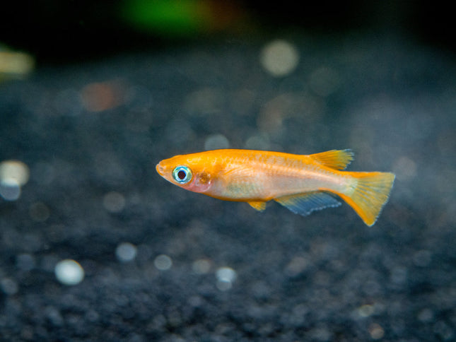 Red ricefish 2cm