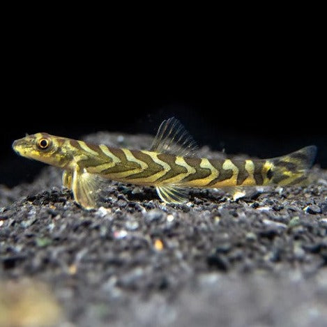 Zodiac Loach 3cm