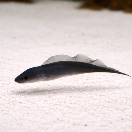 Aba aba knifefish 5-6cm