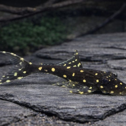 Pleco acanthicus adonis L155 5-6cm