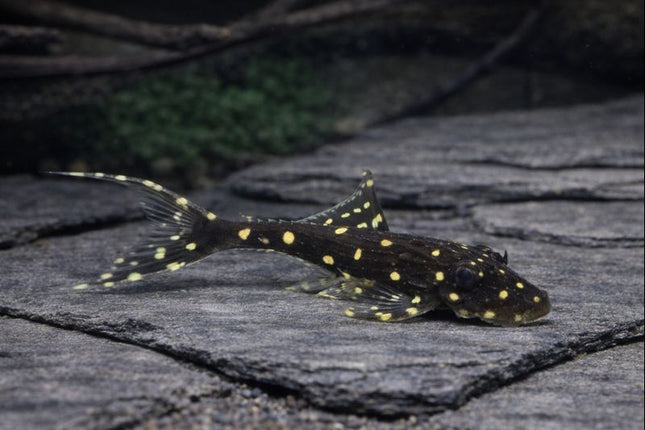 Pleco acanthicus adonis L155 5-6cm
