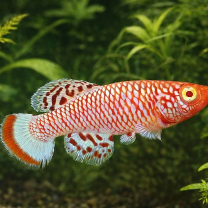 Nothobranchius rachovii albino 3-4cm