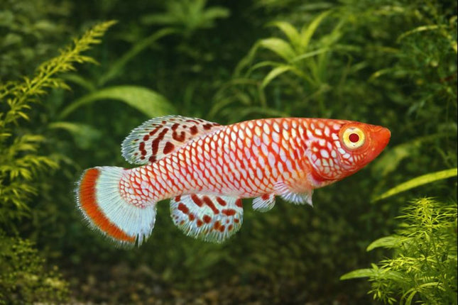 Nothobranchius rachovii albino 3-4cm