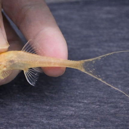 Pleco albino adonis 5-6cm