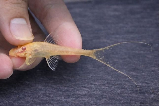 Pleco albino adonis 5-6cm