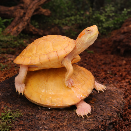 Albino Red ear slider terrapin 4-5cm