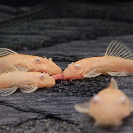 Pleco L144 Albino 4cm