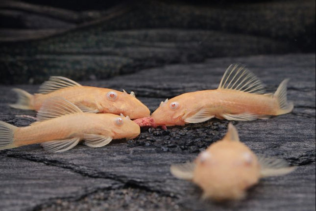 Pleco L144 Albino 4cm