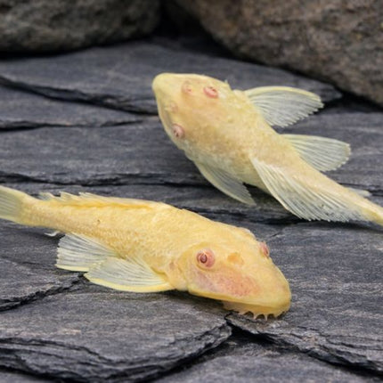 Pleco albino sailfin 5cm