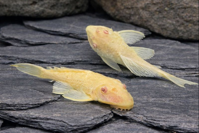 Pleco albino sailfin 5cm