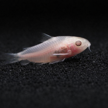 Albino Pygmy Corydoras