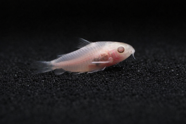 Albino Pygmy Corydoras