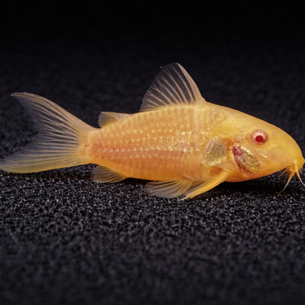 Corydoras Albino Sterbai (3cm)