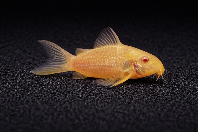 Corydoras Albino Sterbai (3cm)