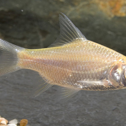 Albino tinfoil barb 8-10cm