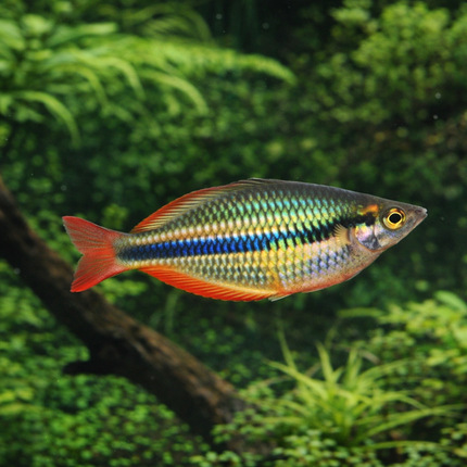 Alleni rainbowfish 4-5cm