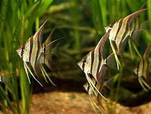 Altum angelfish 3-6cm