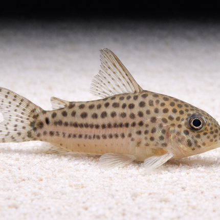Corydoras araguaiensis C68 3cm