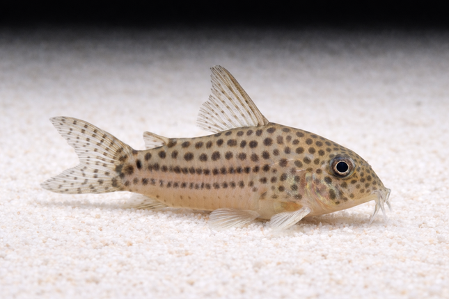 Corydoras araguaiensis C68 3cm