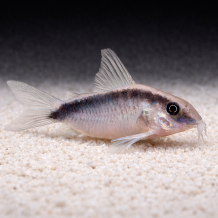 Corydoras Arcuatus (3-4cm)