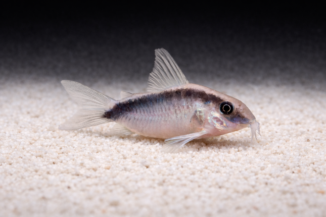 Corydoras Arcuatus (3-4cm)