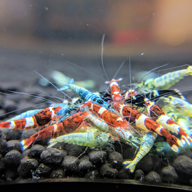 Assorted caridina shrimp 1-1.2cm