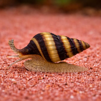 Assassin snail
