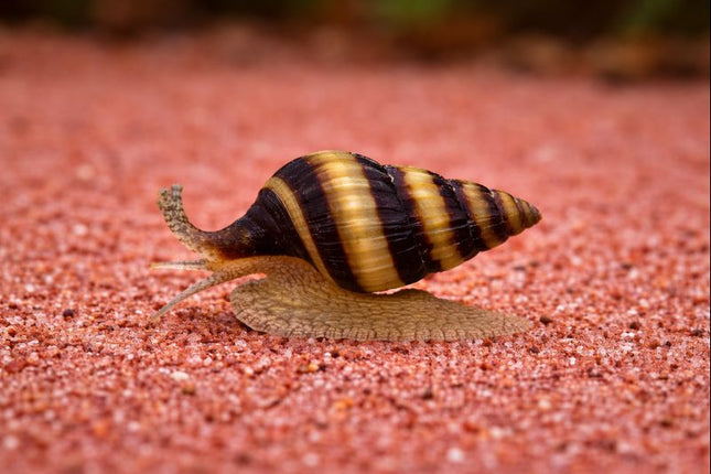 Assassin snail