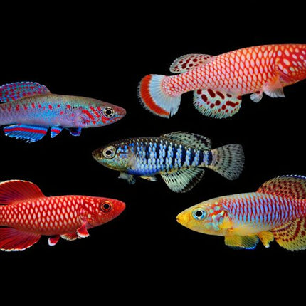 Assorted killifish 3-4cm