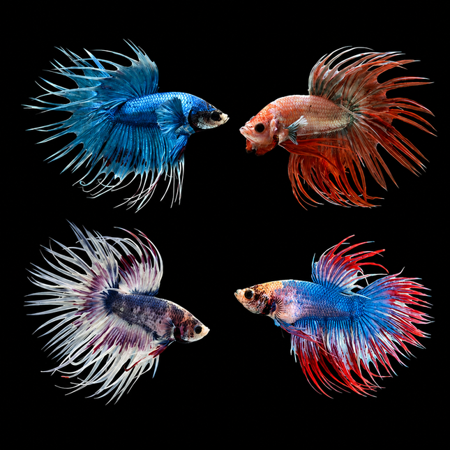 Betta male crowntail assorted 3-4cm
