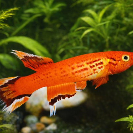 Aphysiomion australe 3-4cm