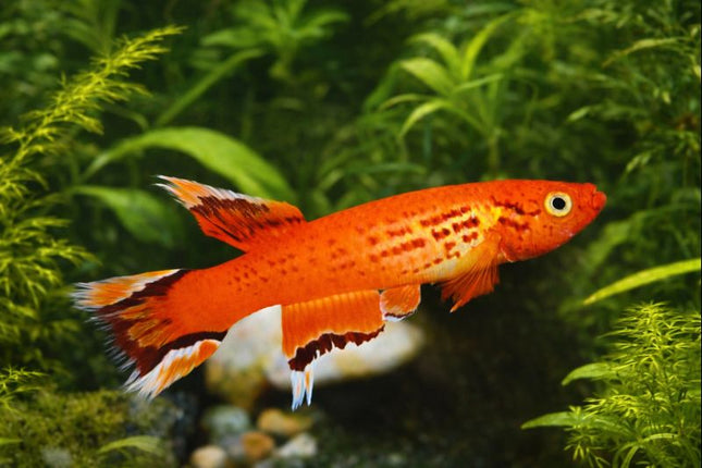 Aphysiomion australe 3-4cm