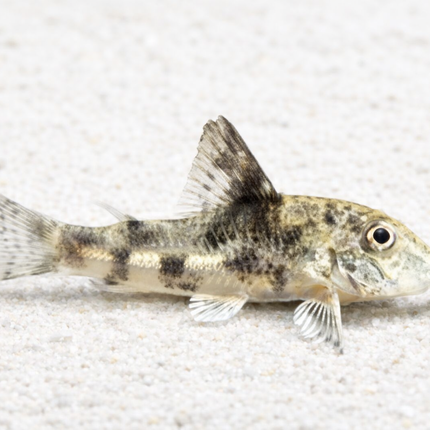 Corydoras Barbatus (3cm)
