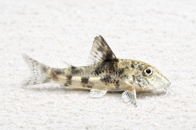 Corydoras Barbatus (3cm)