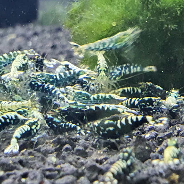 Black galaxy shrimp 1cm