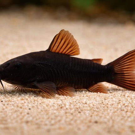 Corydoras Venezuela Black 3-4cm
