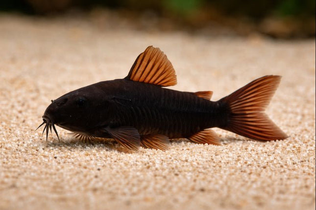 Corydoras Venezuela Black 3-4cm