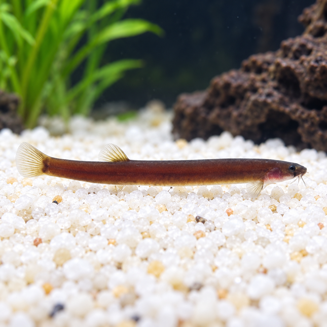 Black kuhli loach 4-5cm