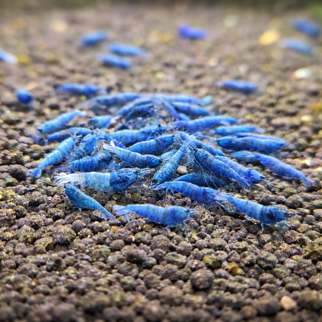 Blue bolt shrimp 1cm