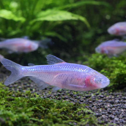 Blind cave tetra 3cm