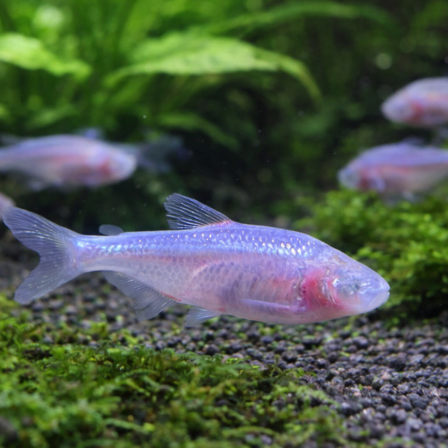 Blind cave tetra 3cm