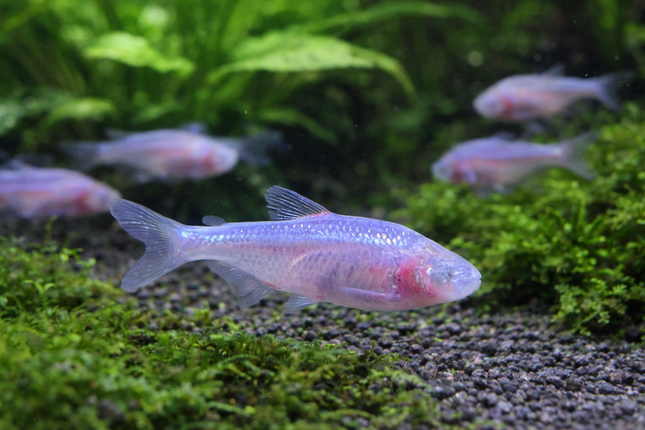 Blind cave tetra 3cm
