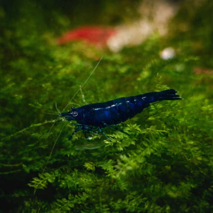 Blue diamond shrimp 1-1.5cm