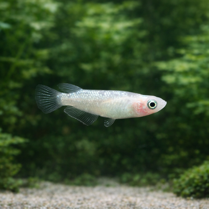 Blue diamond ricefish 2cm
