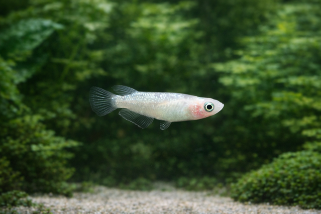 Blue diamond ricefish 2cm