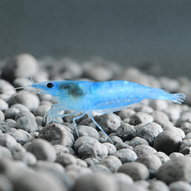 Blue jelly shrimp 1-1.5cm
