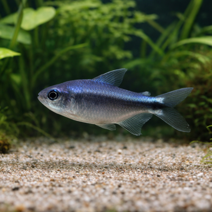Blue devil tetra 2.5-3cm