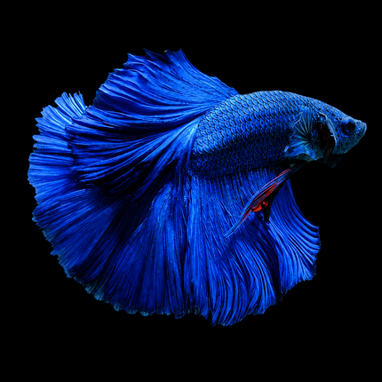 Betta male blue halfmoon 4cm