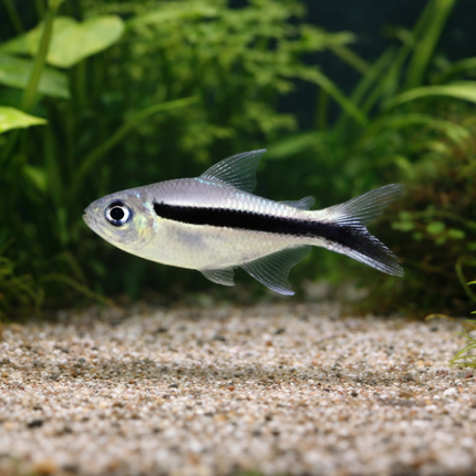 Balloon penguin tetra 2cm