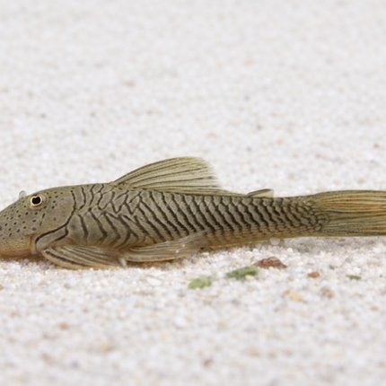 Pleco L187b Bulldog 4-5cm